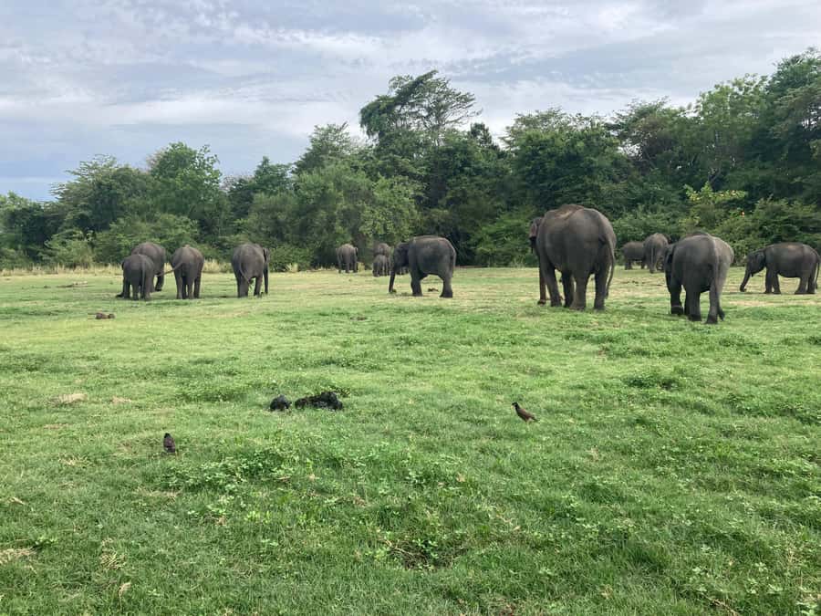 Minneriya National Park 4x4 jeep Safari Include Entrance Fee - What else you may see beyond elephants