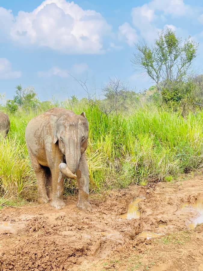Minneriya National Park 4x4 jeep Safari Include Entrance Fee - The elephant gathering and seasonal timing
