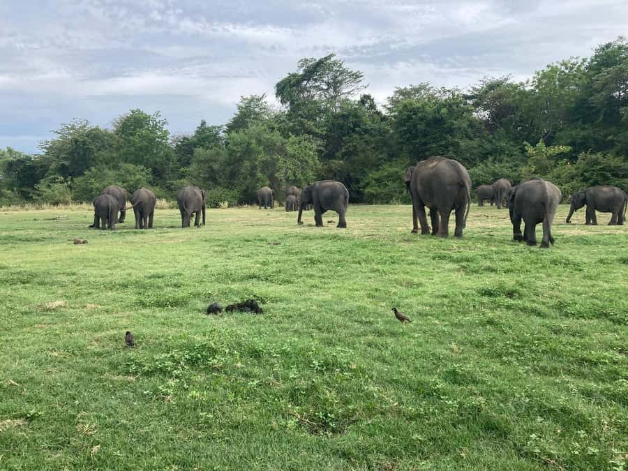 Minneriya National Park 4x4 jeep Safari Include Entrance Fee - Driving standards and safety