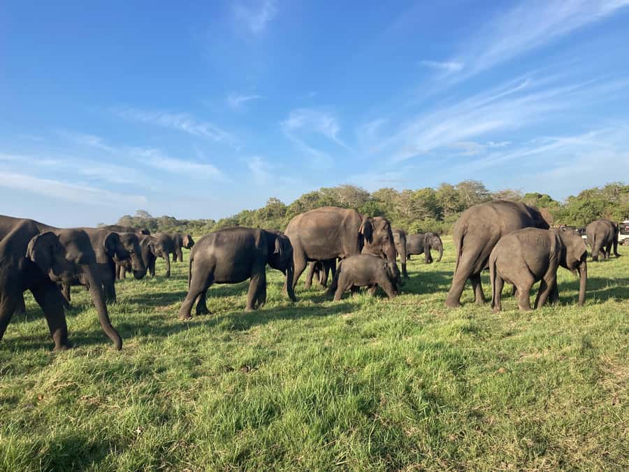 Minneriya National Park 4x4 jeep Safari Include Entrance Fee - Is $120 per person good value?