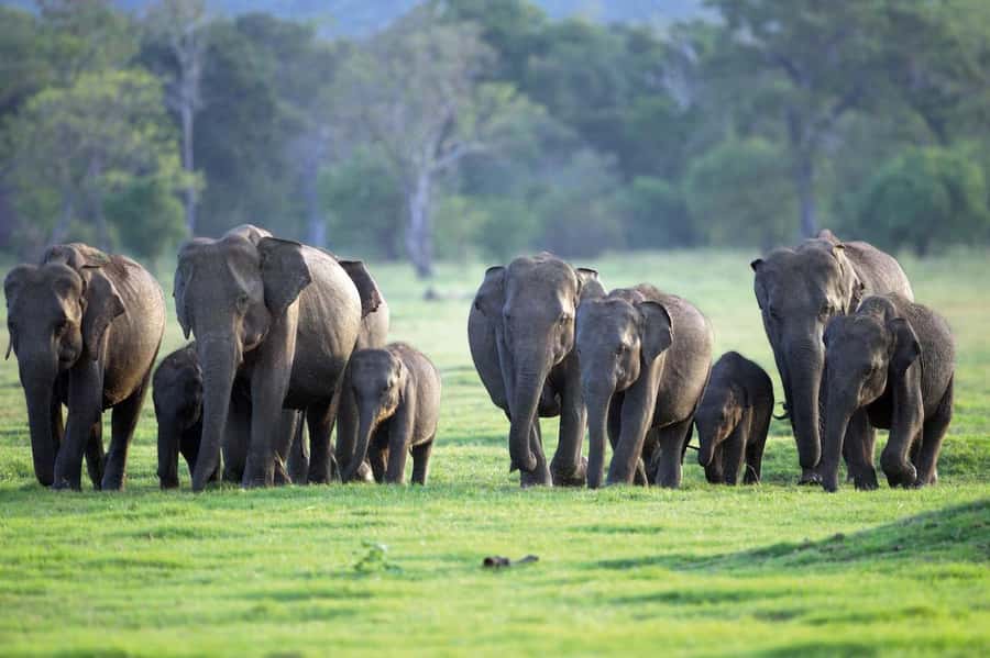 Minneriya National Park 4x4 jeep Safari Include Entrance Fee - Starting from Habarana or Sigiriya