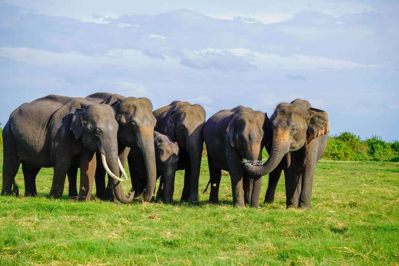 Minneriya: National Park Elephant Safari with Hotel Pickup - Is $84 a fair price?