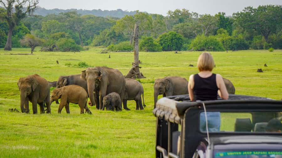 Minneriya: National Park Elephant Safari with Hotel Pickup - The park entrance and safari briefing