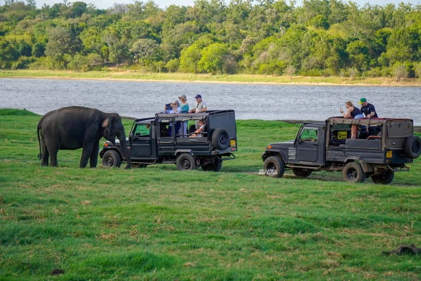 Minneriya: National Park Elephant Safari with Hotel Pickup - From forest tracks to open grassland