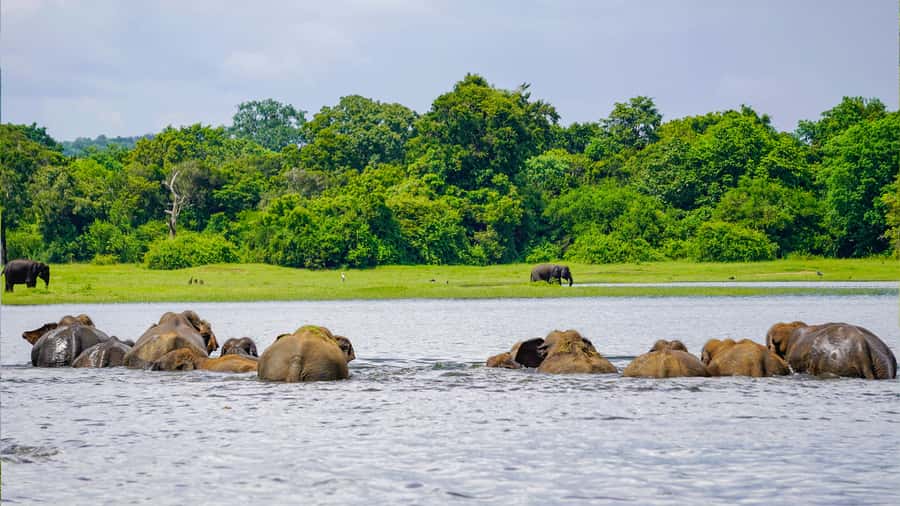 Minneriya: National Park Elephant Safari with Hotel Pickup - Searching for elephants around the reservoir
