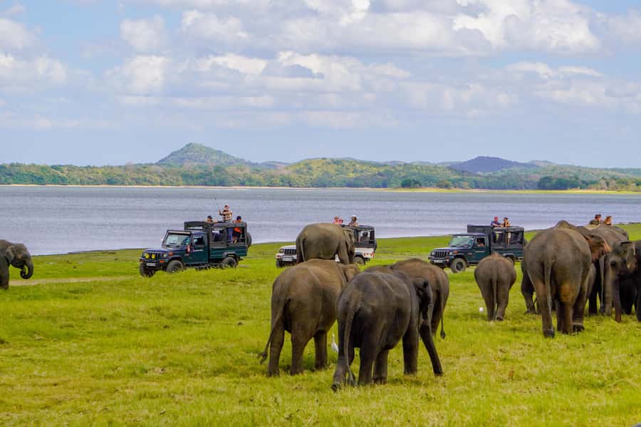 Minneriya: National Park Elephant Safari with Hotel Pickup - Other animals you might spot
