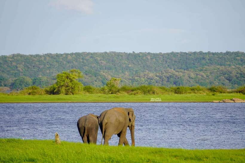 Minneriya: National Park Elephant Safari with Hotel Pickup - Guide quality can shape the whole day