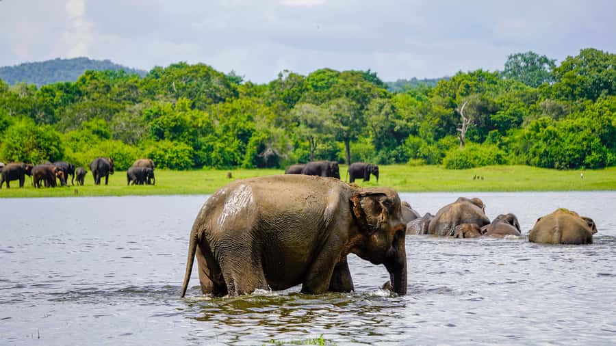 Minneriya: National Park Elephant Safari with Hotel Pickup - The half-day format, and its limits