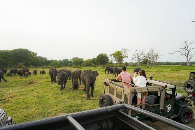 Minneriya National Park Half Day Elephant Safari - Key points before you book