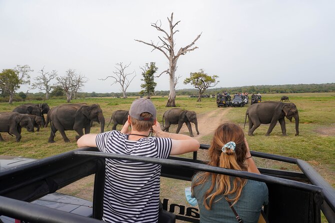 Minneriya National Park Half Day Elephant Safari - Why Minneriya is all about the elephants