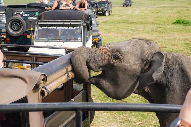Minneriya National Park Half Day Elephant Safari - What the $40 price really covers