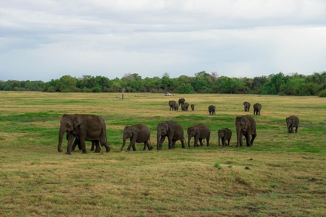 Minneriya National Park Half Day Elephant Safari - The ride from Dambulla, Sigiriya, or Habarana