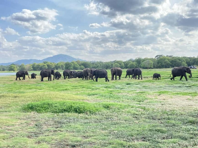 Minneriya National Park: Halfday Jeep Safari with Wild Tours - Key points to know before you go
