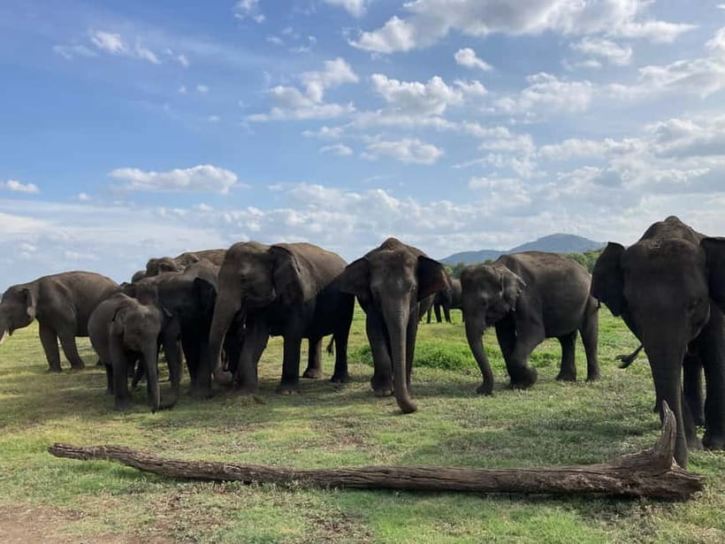 Minneriya National Park: Halfday Jeep Safari with Wild Tours - Why the Elephant Gathering makes this safari special