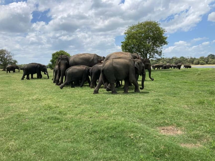 Minneriya National Park: Halfday Jeep Safari with Wild Tours - Minneriya or Kaudulla: two possible park settings