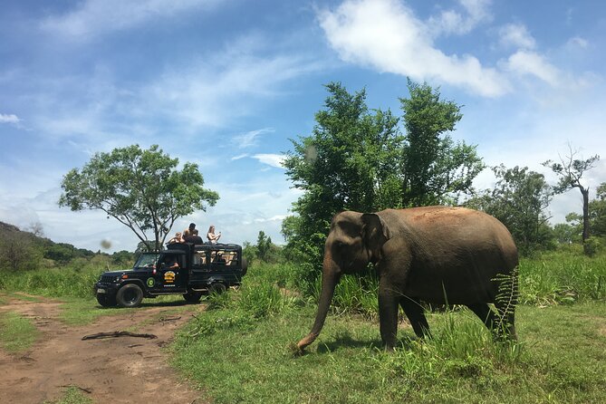 Minneriya National Park halfday Safari - Minneriya, Kaudulla, or Hurulu?