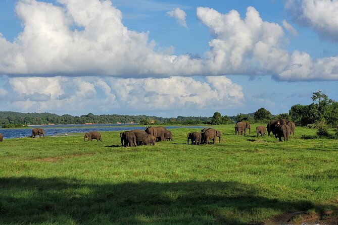 Minneriya National Park halfday Safari - Why the afternoon departure may be your best bet