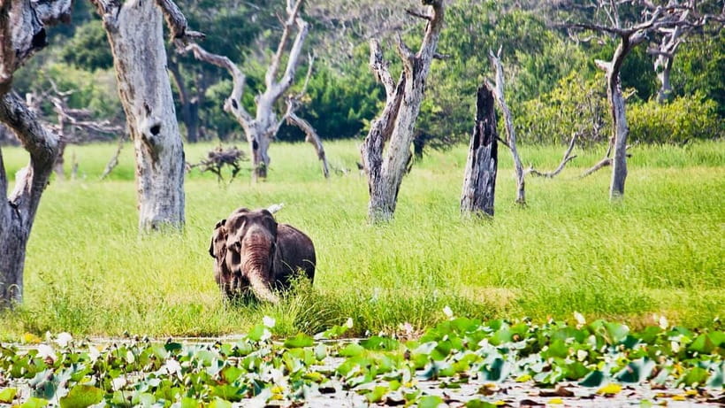 Minneriya National Park: Private 4X4 Safari From Trincomale - From the coast to the park