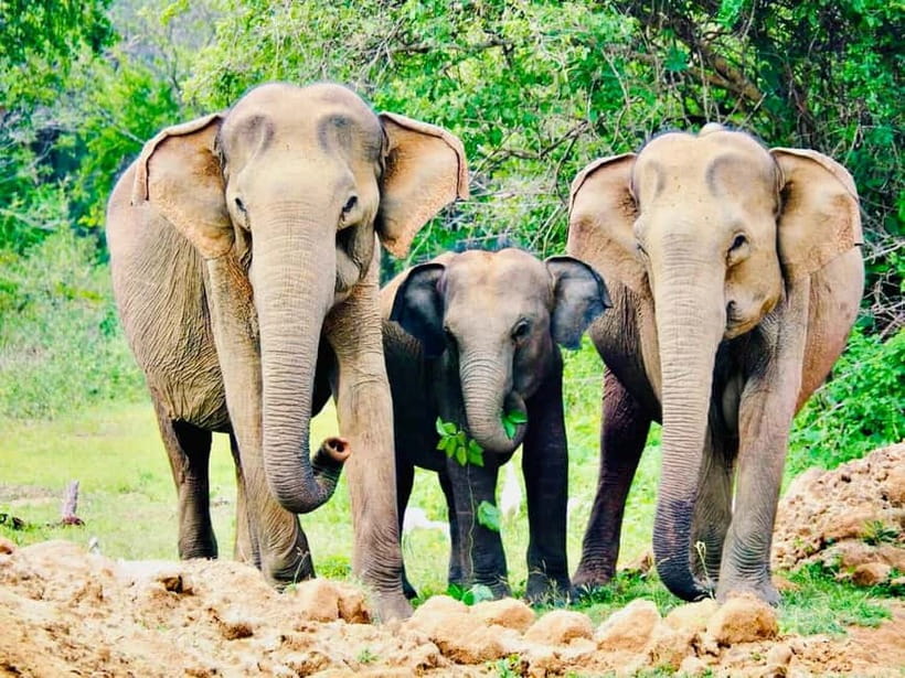 Minneriya National Park: Private 4X4 Safari From Trincomale - Watching elephants without a traffic jam