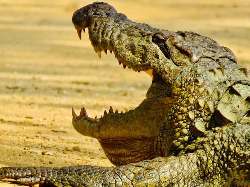 Minneriya National Park: Private 4X4 Safari From Trincomale - Four hours inside Minneriya National Park
