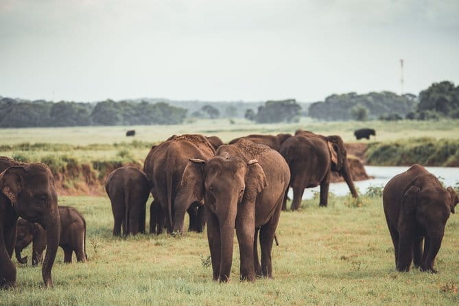 Minneriya National Park | Private Safari - Key points before you book