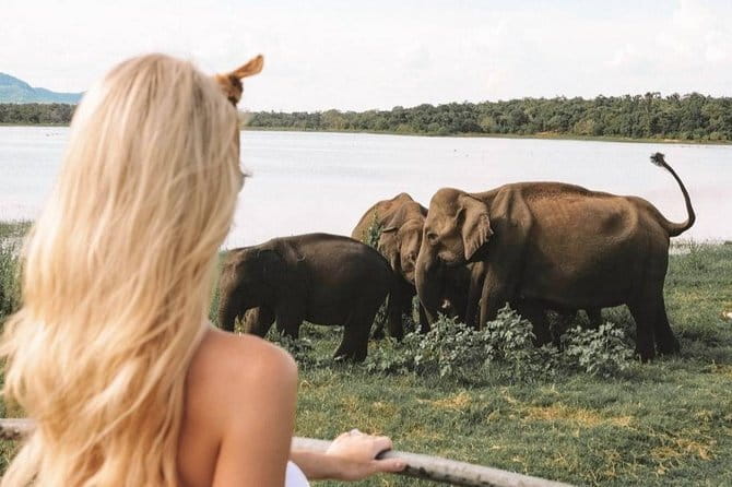 Minneriya National Park | Private Safari - Why Minneriya draws elephant lovers