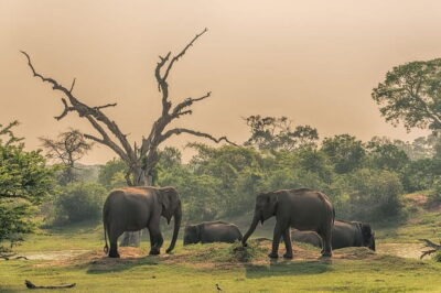 Minneriya National Park | Private Safari