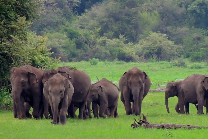 Minneriya National Park | Private Safari - Pickup, meeting point, and practical planning