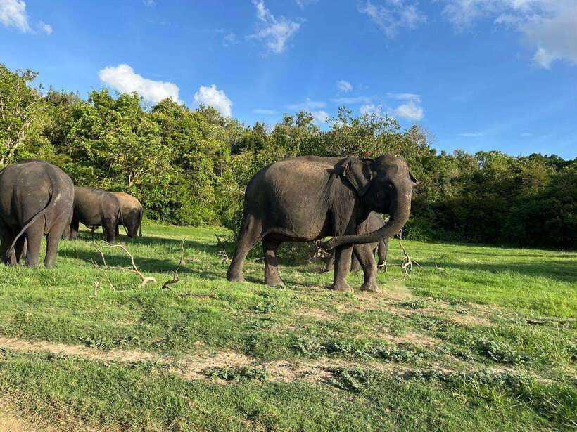 Minneriya National Park : Private Safari - Is Minneriya Private Safari worth booking?