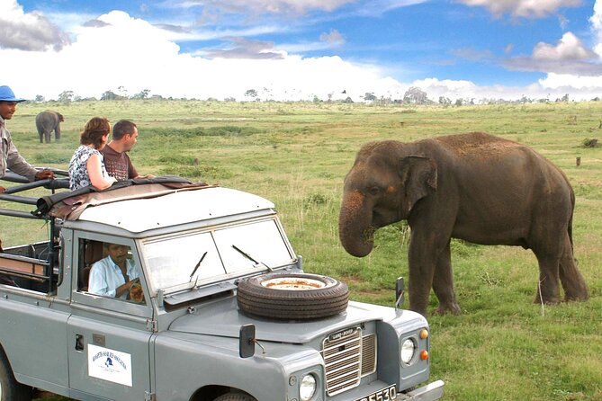 Minneriya National Park Private Safari from Habarana - Elephants by the Minneriya reservoir
