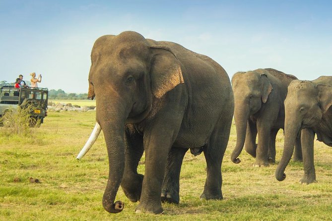 Minneriya National Park Private Safari from Habarana - What you can see beyond the elephants
