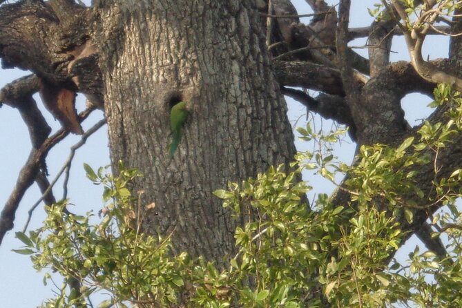 Minneriya National Park Private Safari from Habarana - The possible Giritale Buddha stop