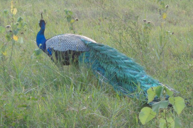 Minneriya National Park Private Safari from Habarana - Timing, comfort, and who should book