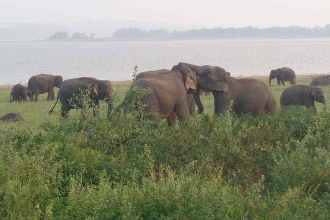 Minneriya National Park Private Safari from Habarana - How to prepare for the park