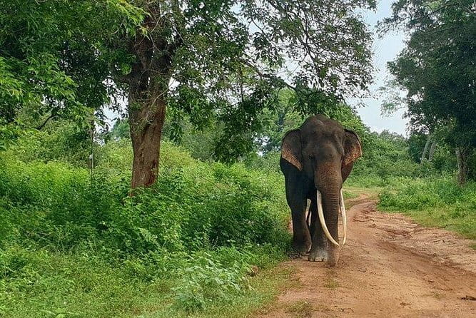 Minneriya National Park Private Safari Tour - What this Minneriya safari is really about