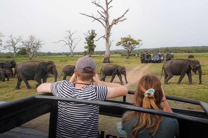 Minneriya National Park Private Safari Tour - The elephant viewing that can make the day