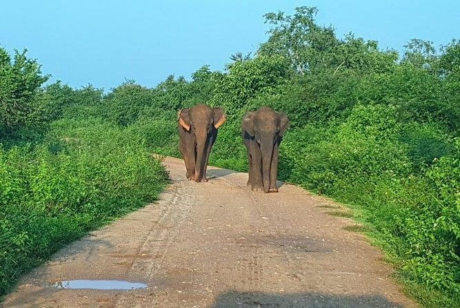 Minneriya National Park Private Safari Tour - Timing, weather, and comfort