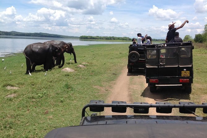 Minneriya National Park Private Safari Tour - Who will get the most from this safari?