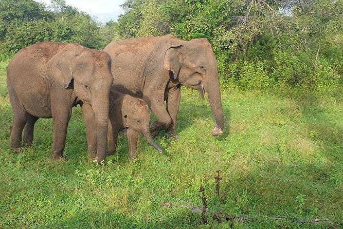 Minneriya National Park Private Safari Tour - Four hours among forest, grassland, and wetlands