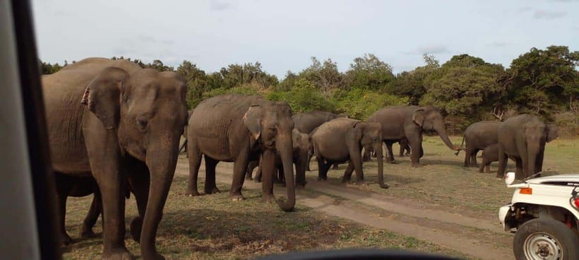 Minneriya National Park Safari - Key points to know before you book