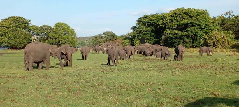 Minneriya National Park Safari - Why Minneriya is famous for elephants