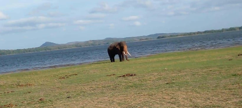 Minneriya National Park Safari - What happens during the three-hour jeep outing