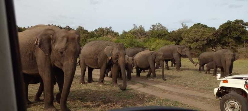 Minneriya National Park Safari - The real cost: $22 plus the park ticket