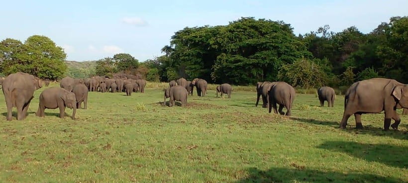 Minneriya National Park Safari - Starting from Minneriya or adding a hotel transfer