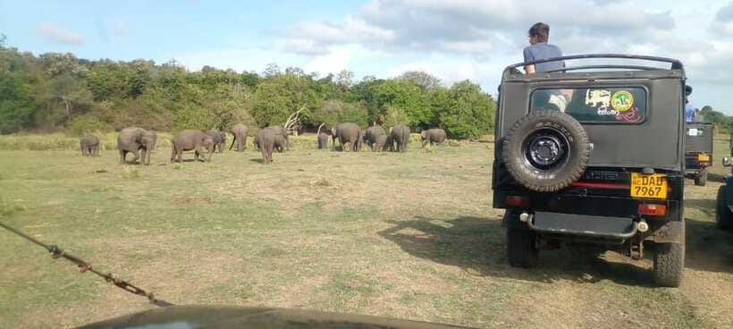 Minneriya National Park Safari - What the driver adds to the experience