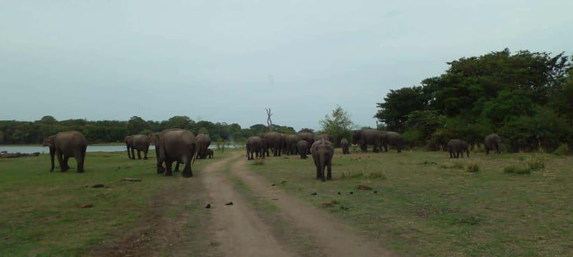 Minneriya National Park Safari - Rules, access, and flexible booking