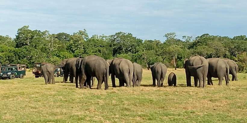 Minneriya National Park Safari - Entrance Fee Included - Key points at a glance