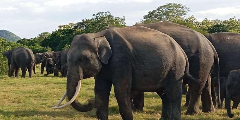 Minneriya National Park Safari - Entrance Fee Included - Cancellation and booking flexibility