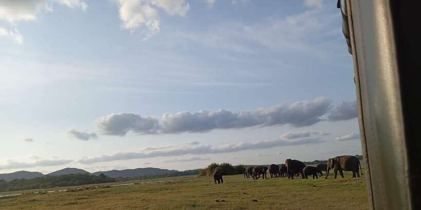Minneriya National Park Safari - Entrance Fee Included - Why Minneriya is famous for elephants
