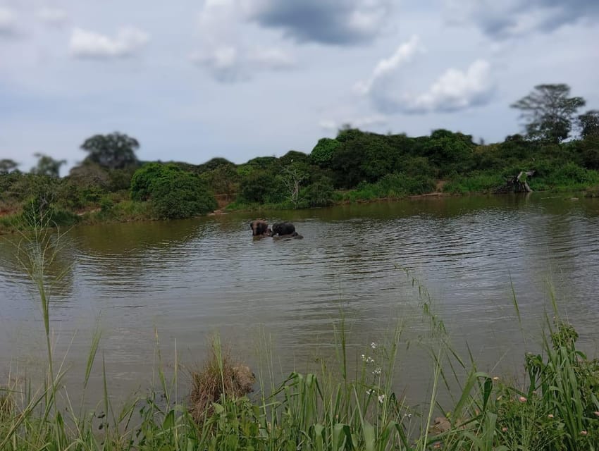 Minneriya National Park Safari - Entrance Fee Included - How the elephant gathering shapes the day